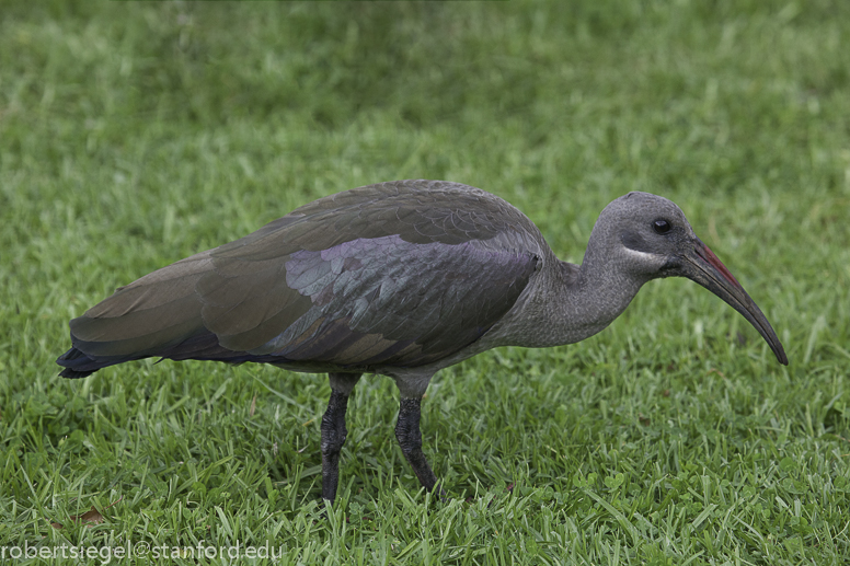 ibis